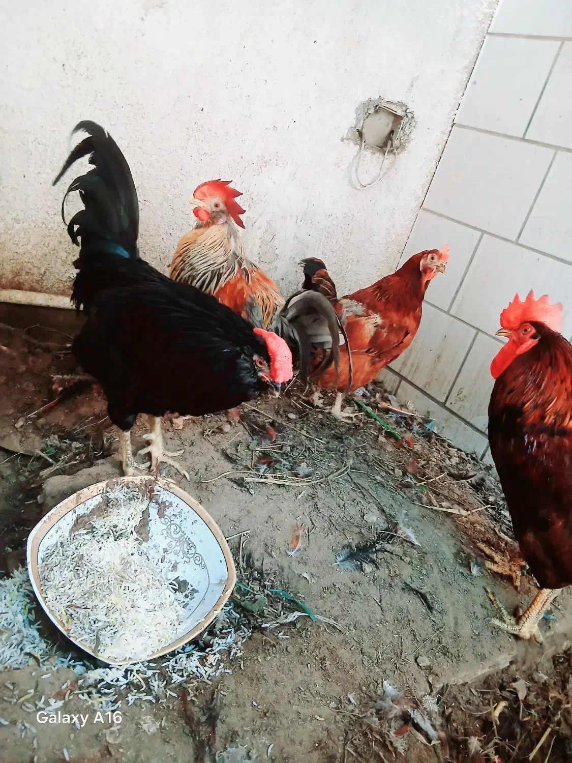 مرغ و خروس|حیوانات مزرعه|خورموج, |دیوار