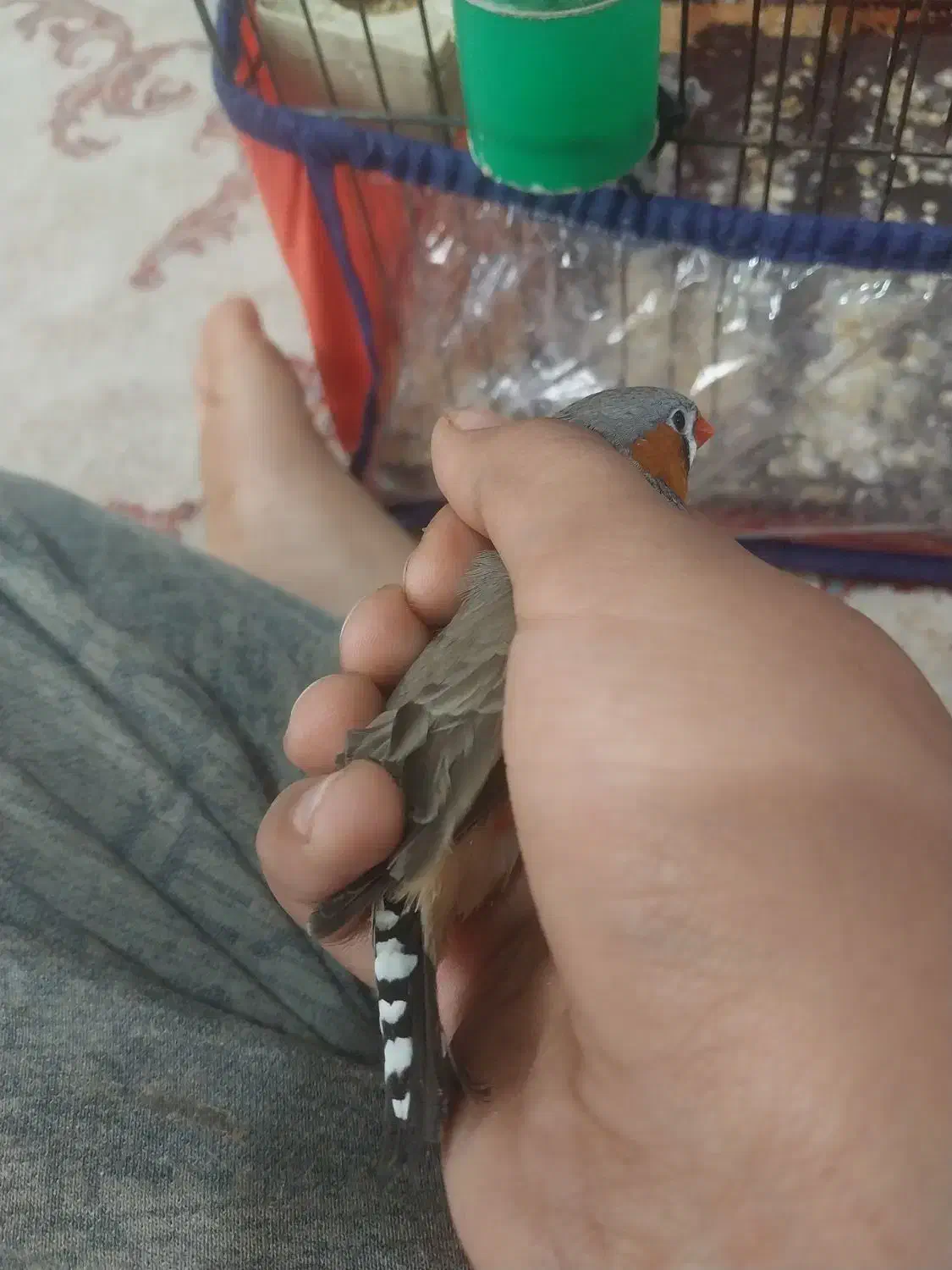 پرنده فنج زبرا|پرنده|شیراز, کوشک میدان|دیوار