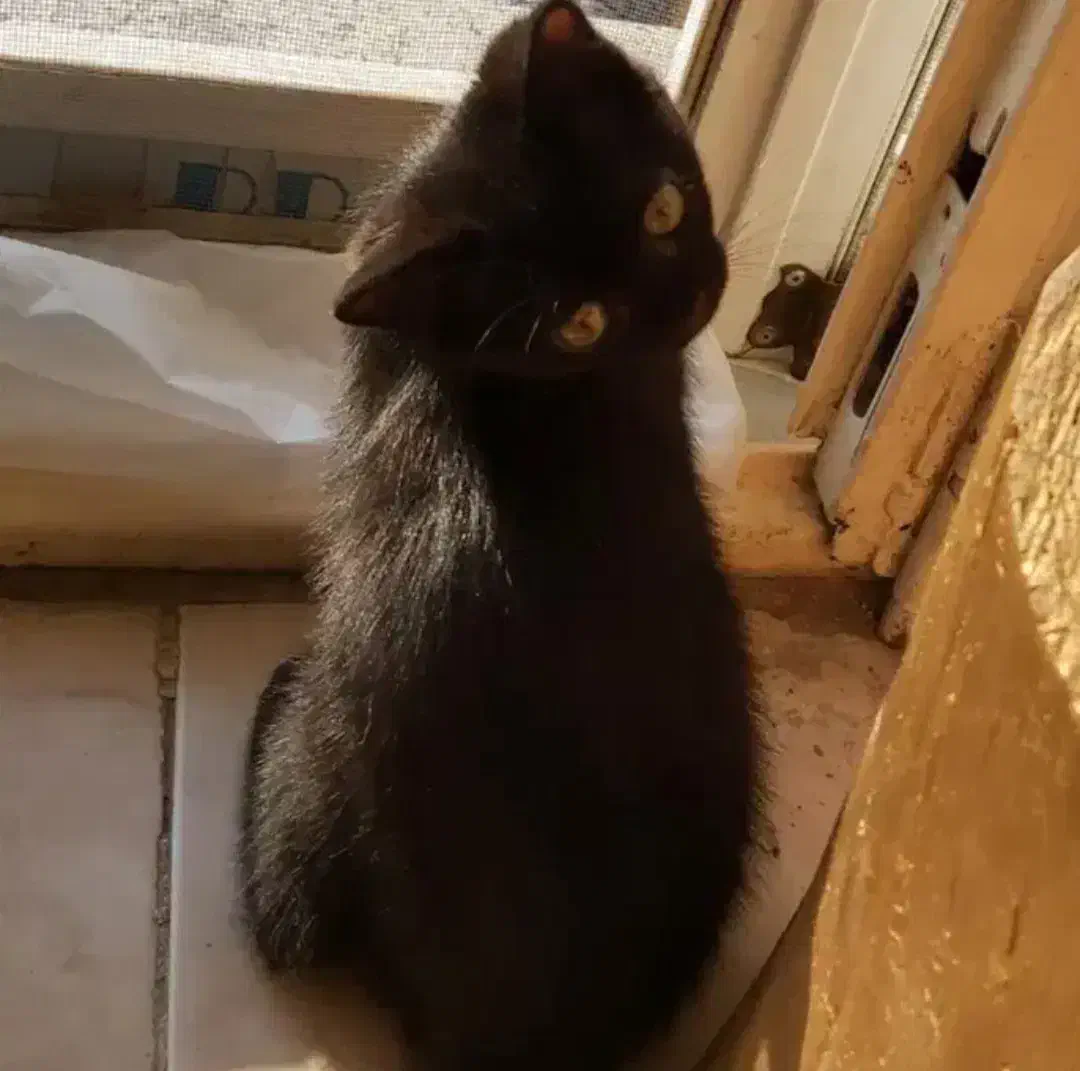 بچه گربه ی سیاه با سبیلای خوشگله سفید|گربه|کرمان, |دیوار