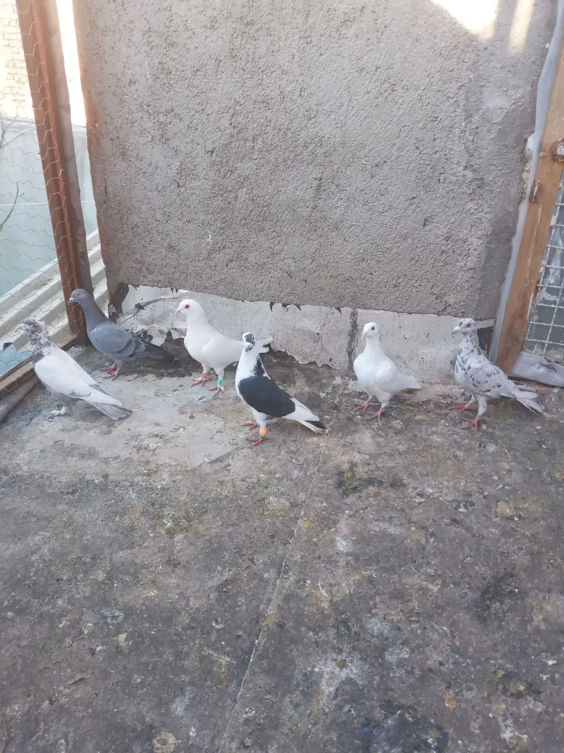 کبوتر|پرنده|بشاریات, |دیوار