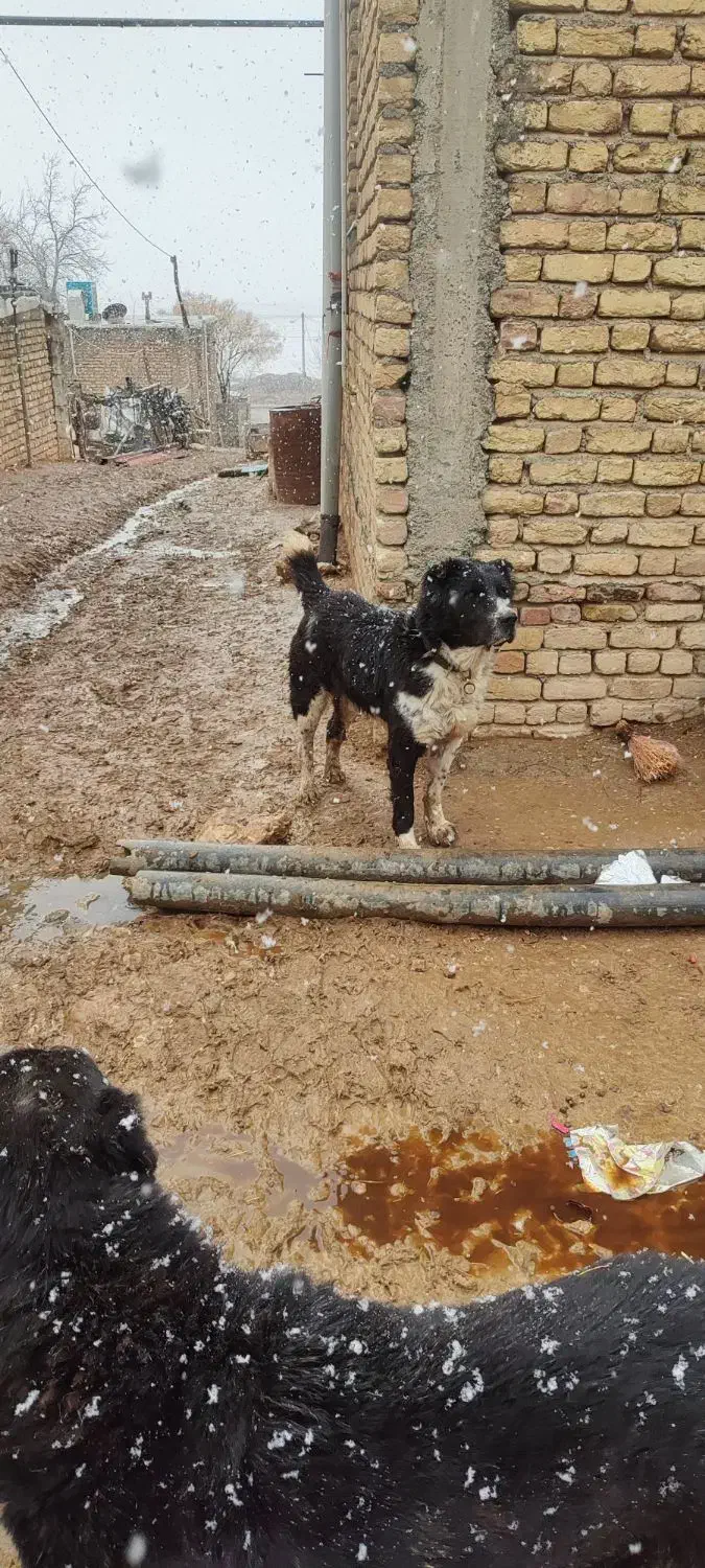 سگ گمشده|حیوانات|کرمانشاه, |دیوار