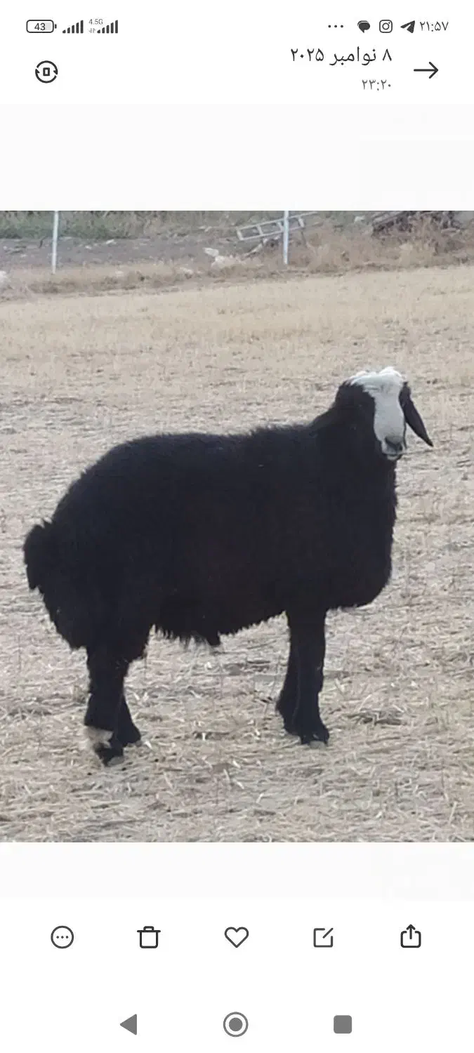 دامداری|حیوانات مزرعه|بوکان, |دیوار