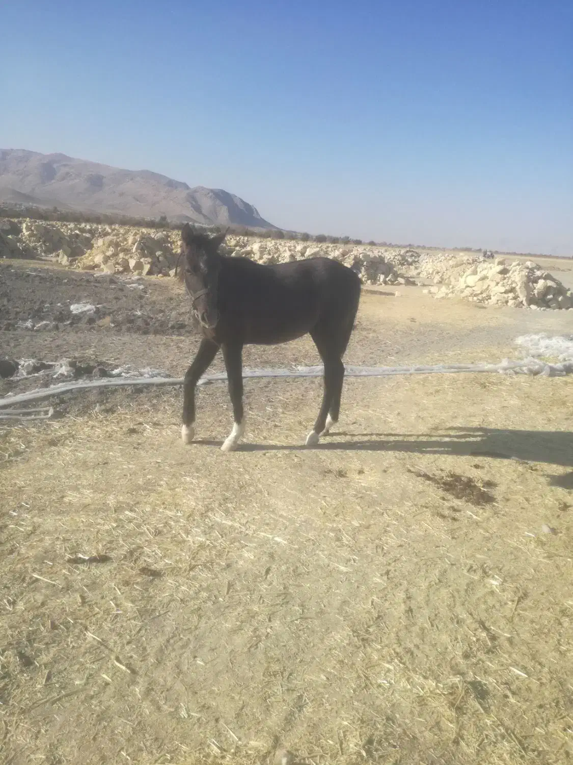 اسب|اسب و تجهیزات اسب‌سواری|سروستان, |دیوار