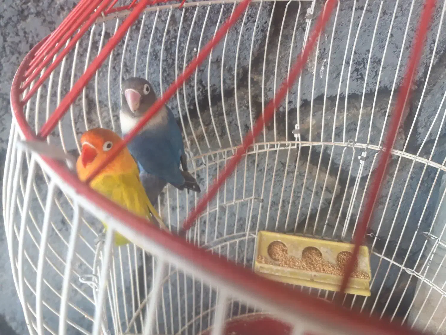 کوتوله|پرنده|اردکان, |دیوار