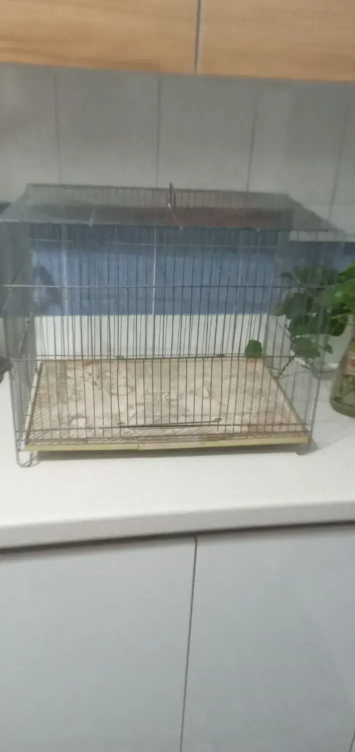 قفس پرنده|لوازم جانبی حیوانات|بومهن, |دیوار