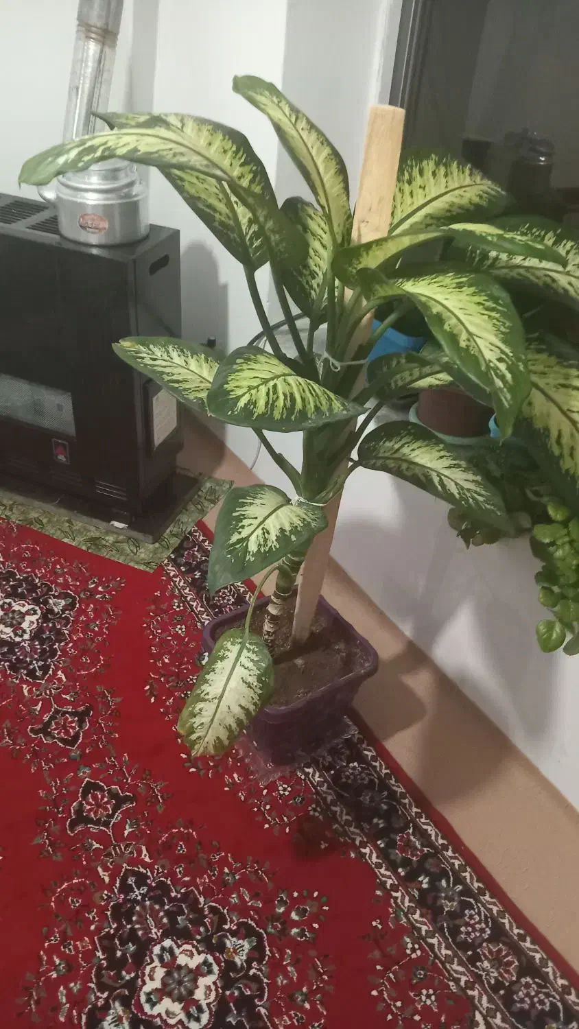 گل دیفن|گل و گیاه طبیعی|قروه, |دیوار