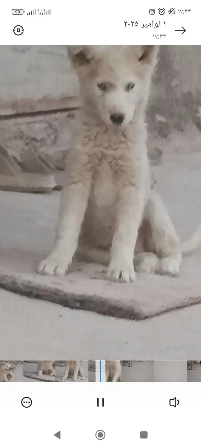 سگ نژاد هاسکی|سگ|مهاباد (آذربایجان غربی), |دیوار