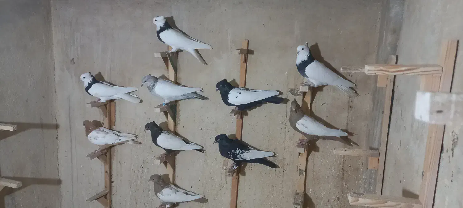 سینه و طوقی همه رنگی ماده|پرنده|شیراز, آزادگان|دیوار