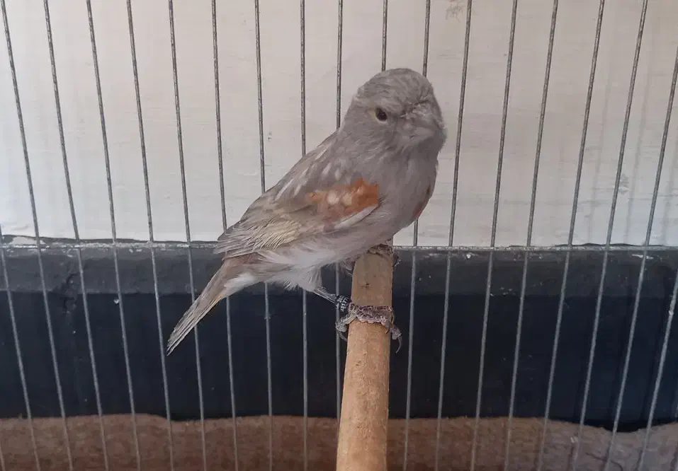 قناری|پرنده|کرمان, |دیوار