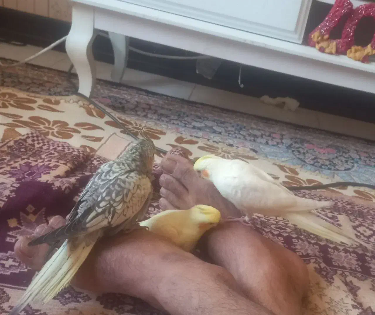 عروس هلندی لوتینو|پرنده|هشتگرد, فاز ۷ مهستان|دیوار