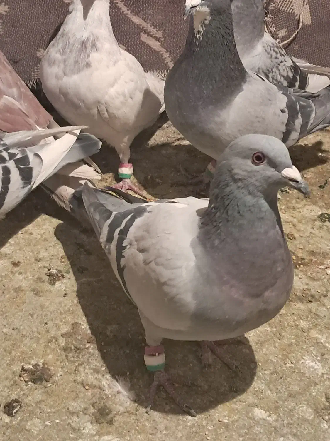 باسلام|پرنده|کرمان, |دیوار