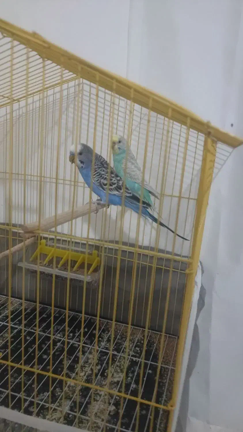 معاوضه مرغ عشق با عروس هلندی|پرنده|مشگین شهر, |دیوار