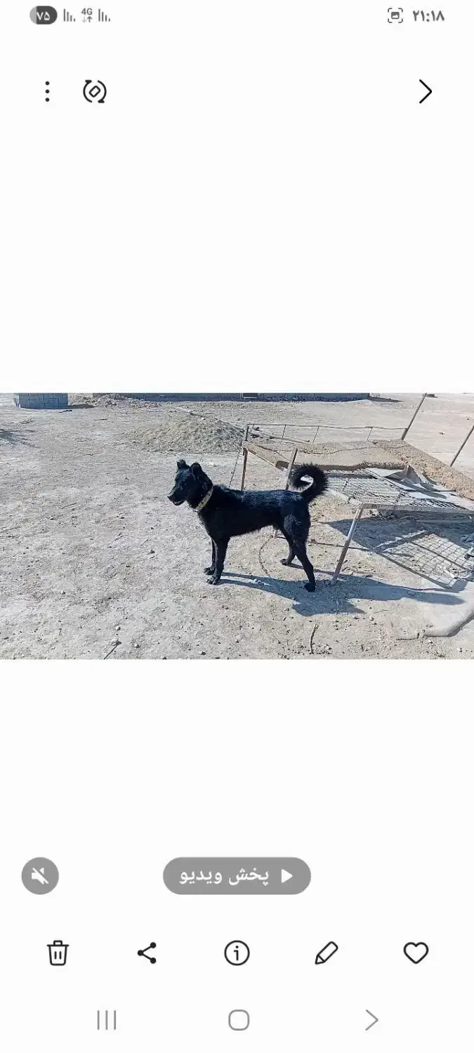 سگ گله ای نر قدرجونی|سگ|امیدیه, |دیوار