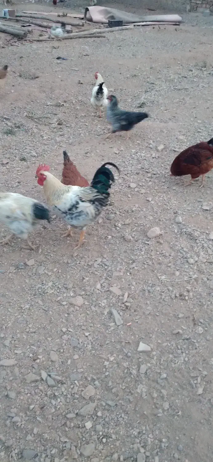 خروس رسمی محلی|حیوانات مزرعه|ساوه, |دیوار