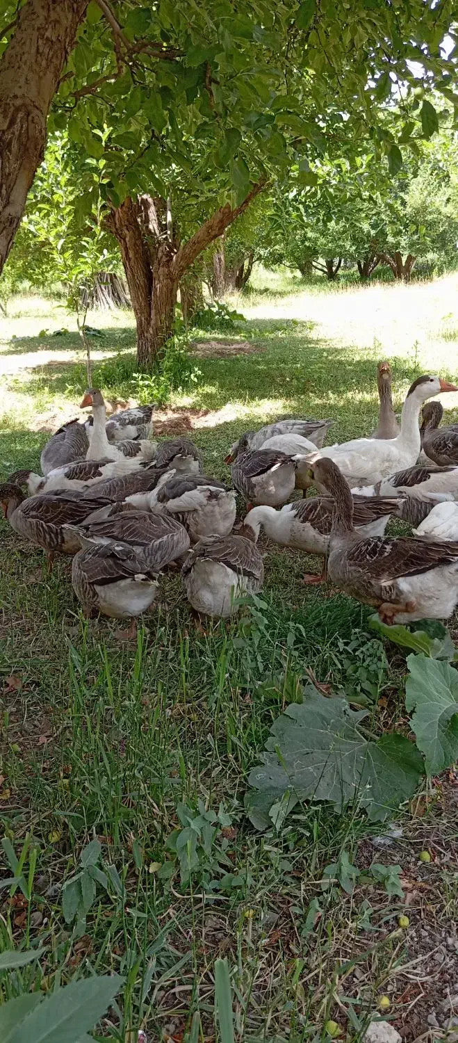 غاز محلی و قو غاز|حیوانات مزرعه|مهاباد (آذربایجان غربی), |دیوار