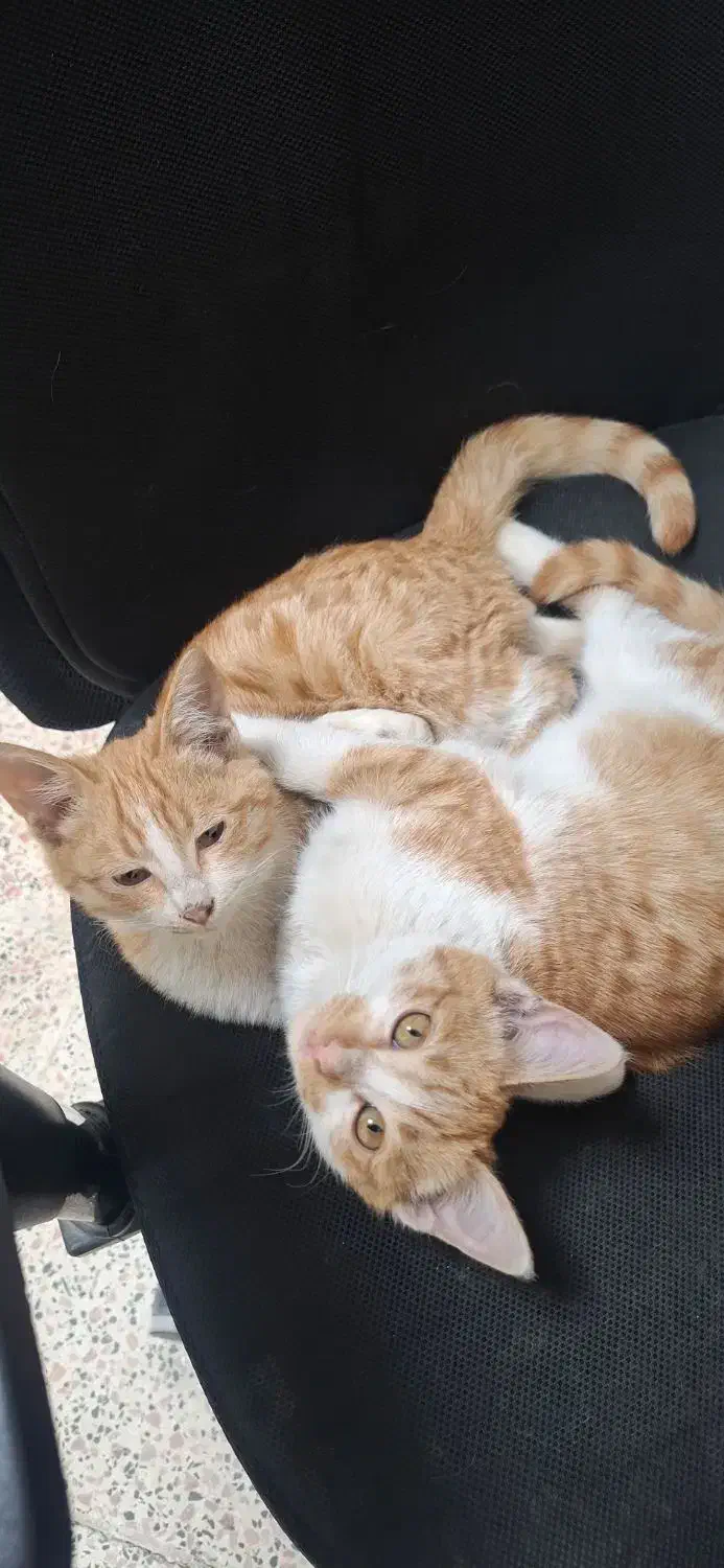 واگذاری بچه گربه|گربه|احمدآبادمستوفی, |دیوار