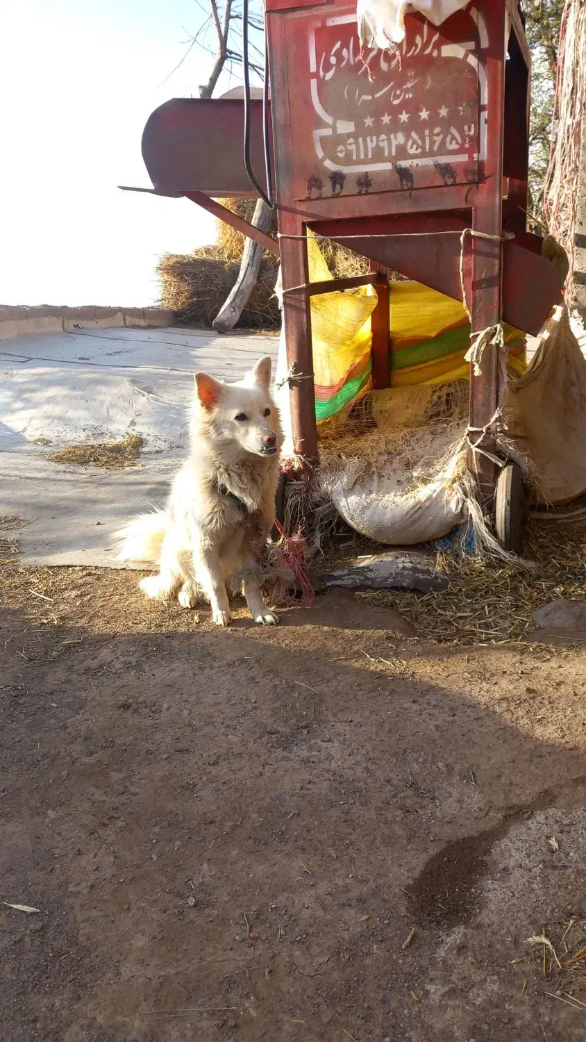 پاکوتاه سرابی اصیل ماده|سگ|سراب, |دیوار