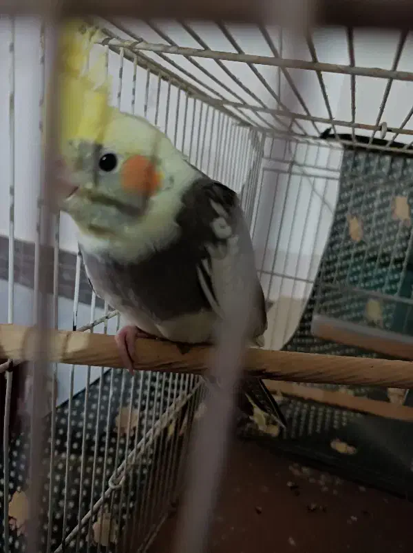 عروس هلندی نر دستی|پرنده|تربت جام, مسکن ملی|دیوار