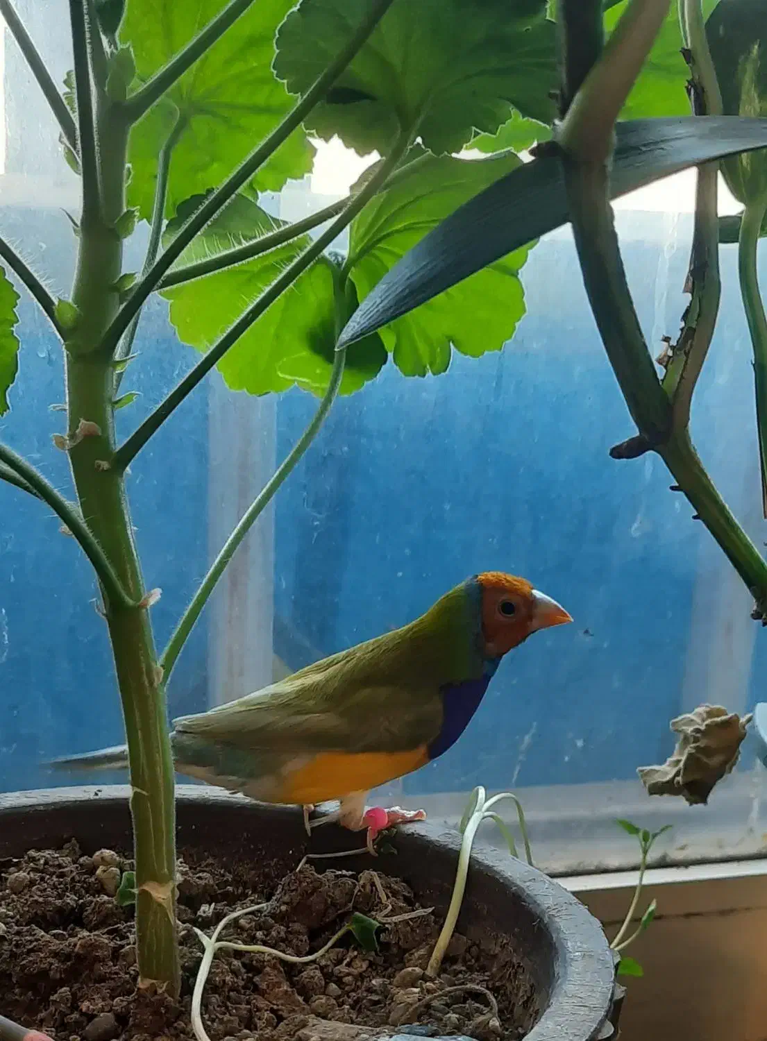 فنج گلدین|پرنده|اردبیل, |دیوار