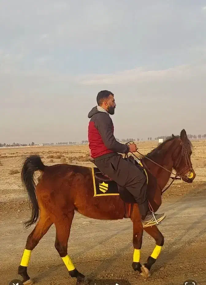 اسب مادیان|اسب و تجهیزات اسب‌سواری|اصفهان, قهجاورستان|دیوار