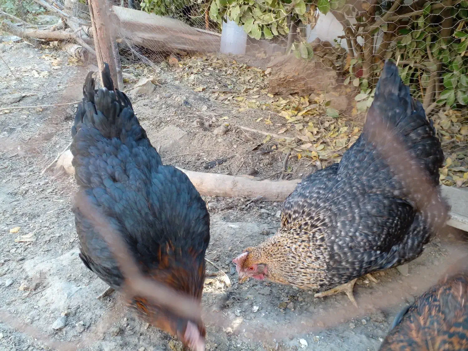 مرغ خانگی تخمگذار چاق برا خون کردنم خوبه|حیوانات مزرعه|مشهد, ویلاشهر|دیوار