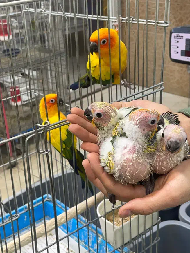 «جفت مولد خورشیدی با جوجه» کاسکو راهب شاه طوطی|پرنده|تهران, جیحون|دیوار