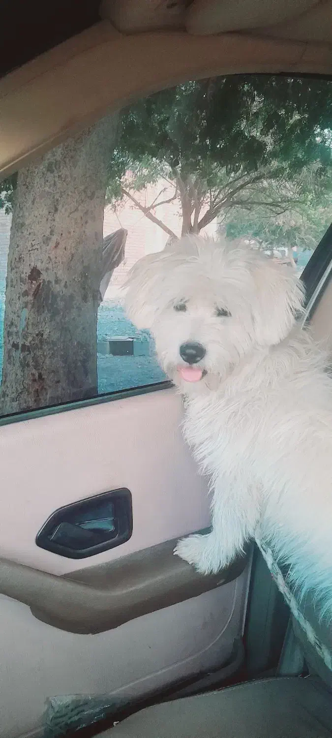 «سگ خانگی پشمالو سفیدبسیار باهوش ومهربون»|سگ|فاریاب, |دیوار