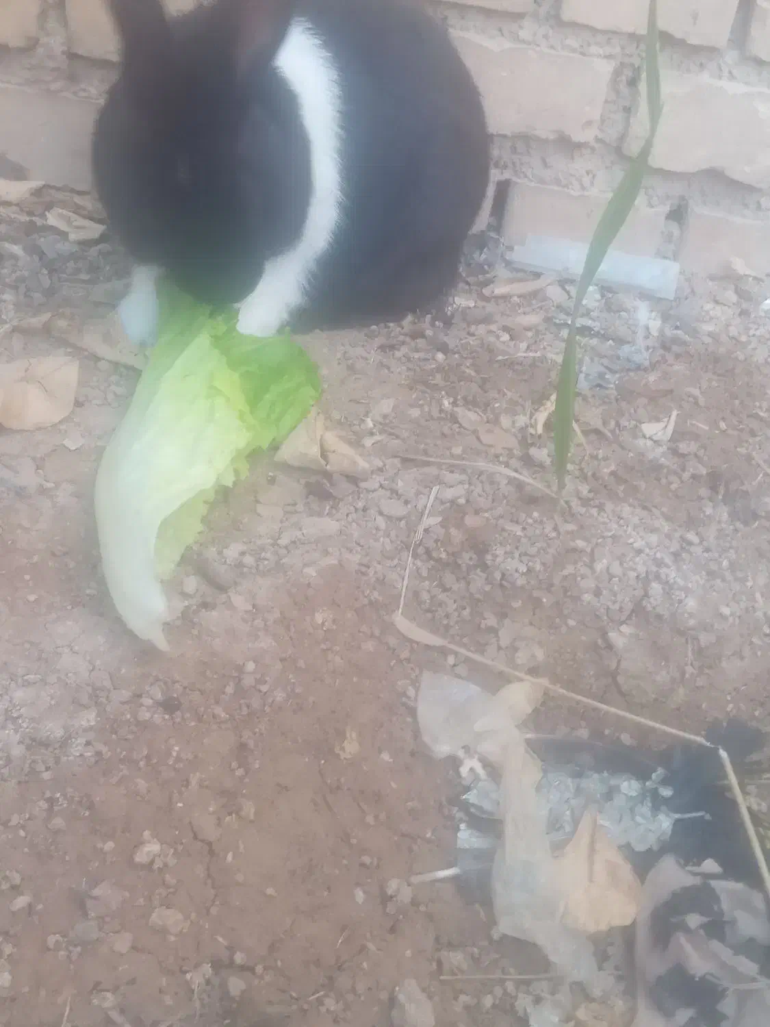 خرگوش نره|موش و خرگوش|ایذه, |دیوار