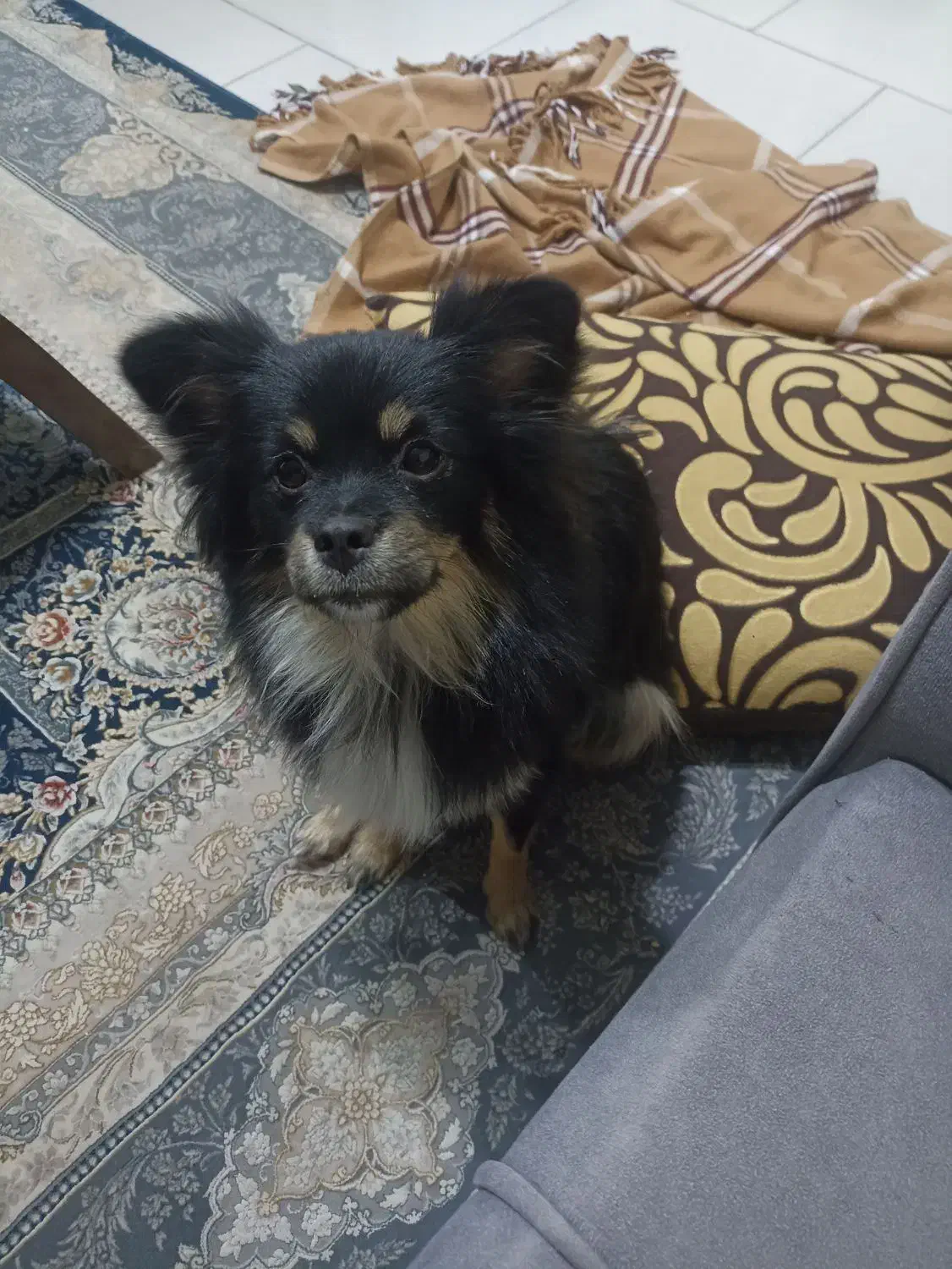 فروش سگ اشپیتز|سگ|فردیس, قریشی|دیوار