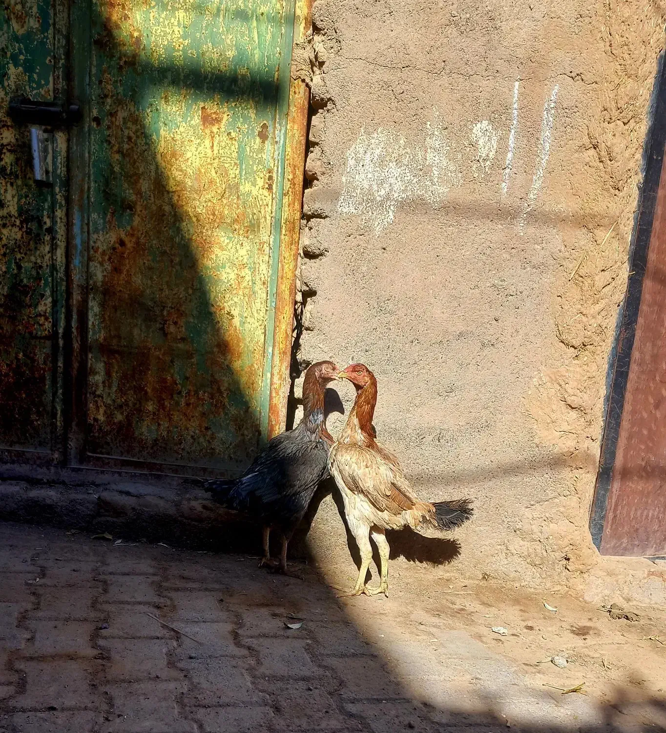 جفت مرغ اصیل|حیوانات مزرعه|بوژگان, |دیوار