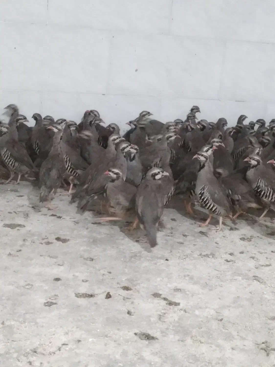 پرنده زینتی|پرنده|اهواز, غیزانیه|دیوار