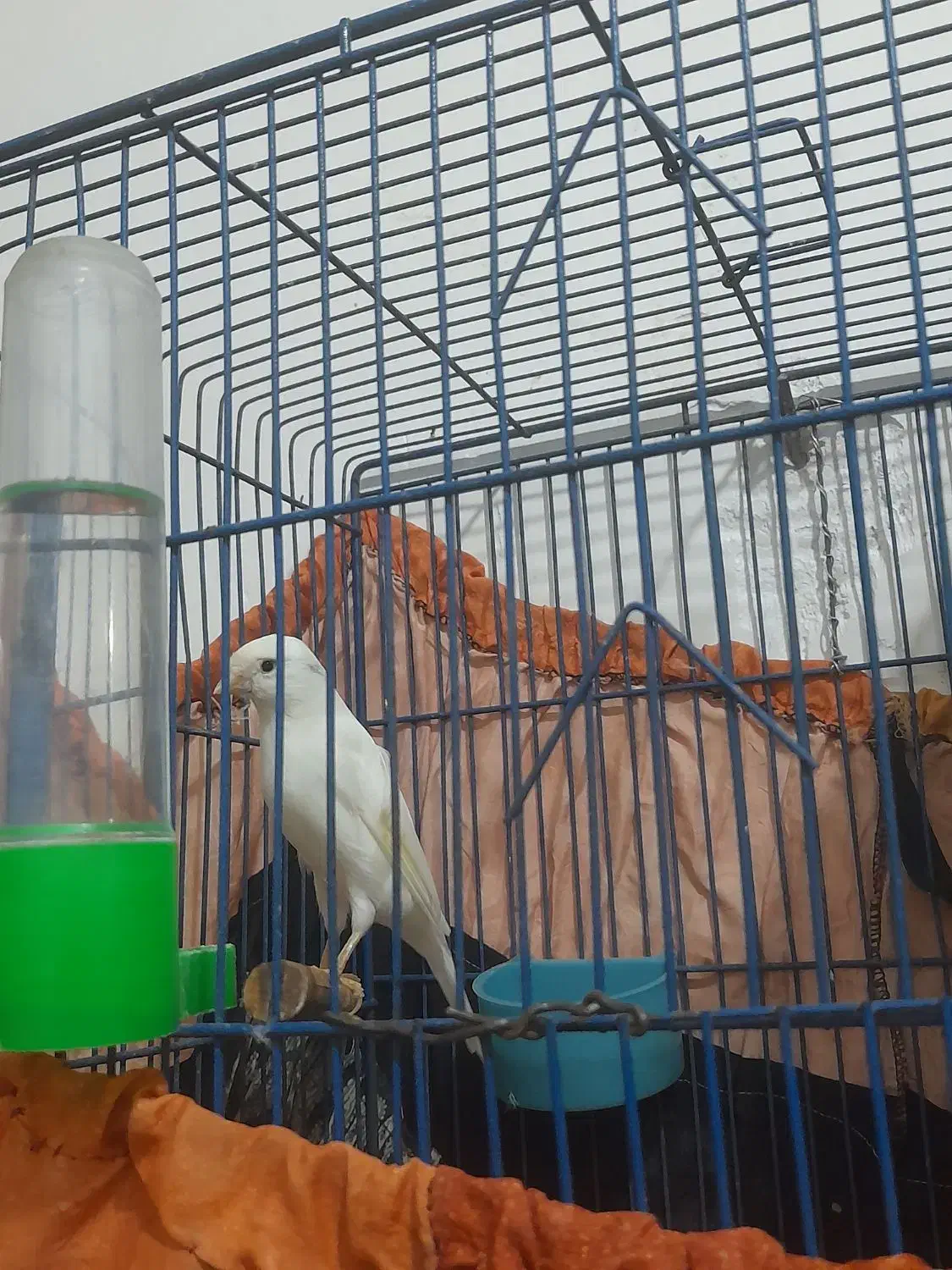 قناری نر|پرنده|بوشهر, |دیوار