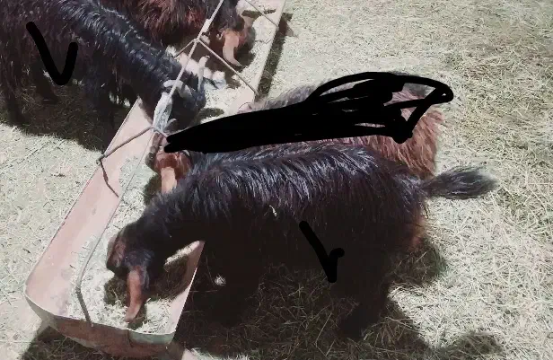 فروش دو بزغاله ماده|حیوانات مزرعه|طبس, |دیوار