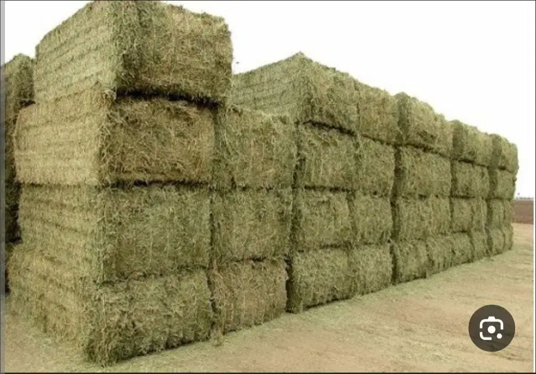 یونجه|خدمات باغبانی و درختکاری|نوشین شهر, |دیوار