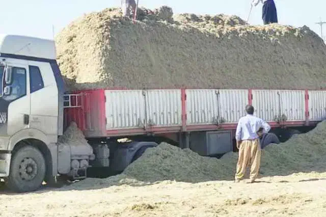 نیشکر|لوازم جانبی حیوانات|یزد, |دیوار