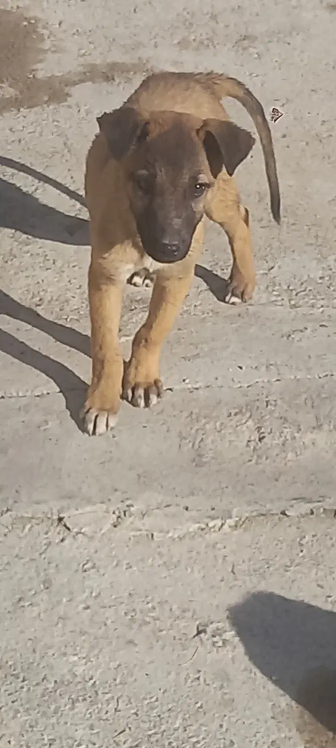 توله مالینویز|سگ|کرج, کوی کارمندان شمالی|دیوار