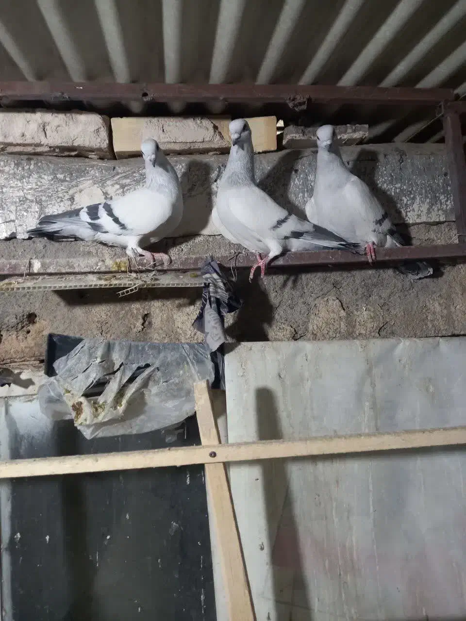 شامی کاکلی ساده کاکلی سینه سبزه|پرنده|مشهد, قائم|دیوار