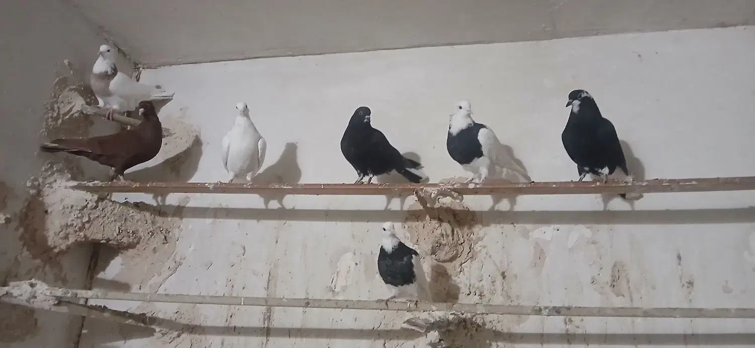 جوجه و جوانه پرشی|پرنده|مشهد, شهید قربانی|دیوار