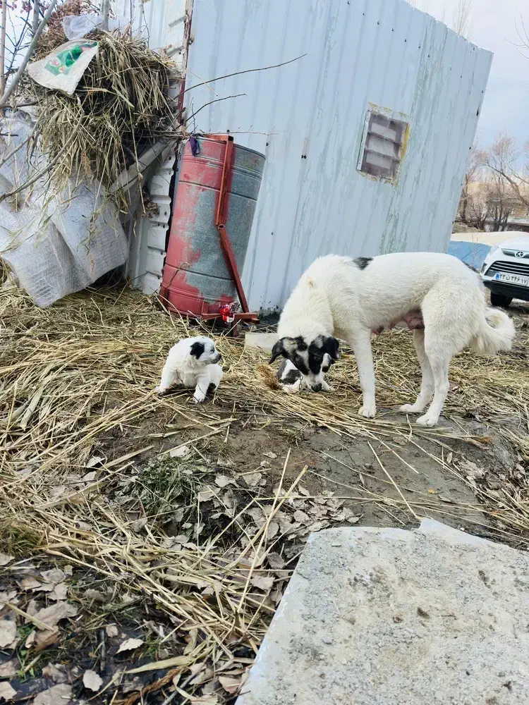 سگ ماده|سگ|صومای برادوست, |دیوار