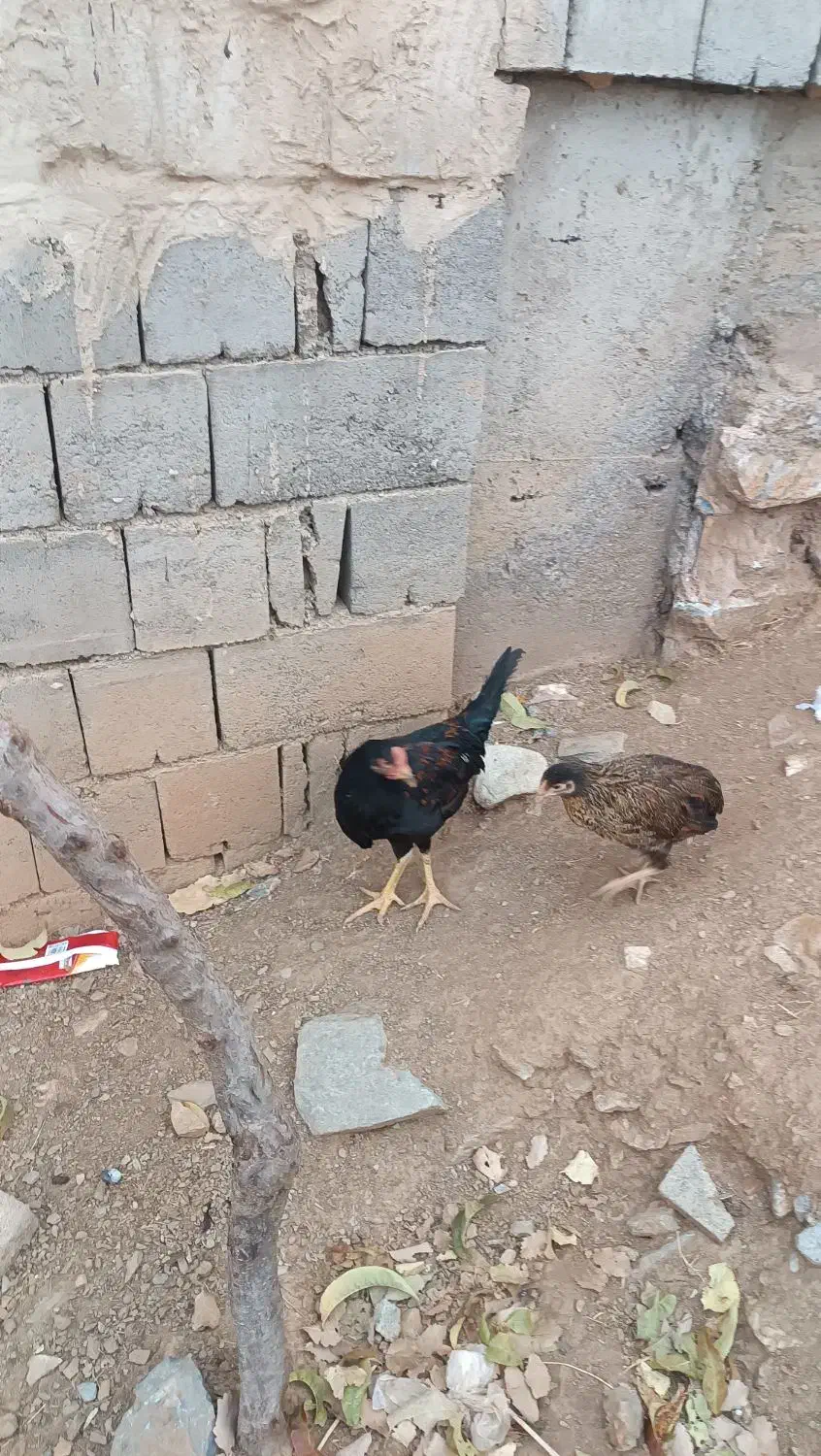 جوجه لاری و محلی و کوردی|حیوانات مزرعه|بانه, |دیوار