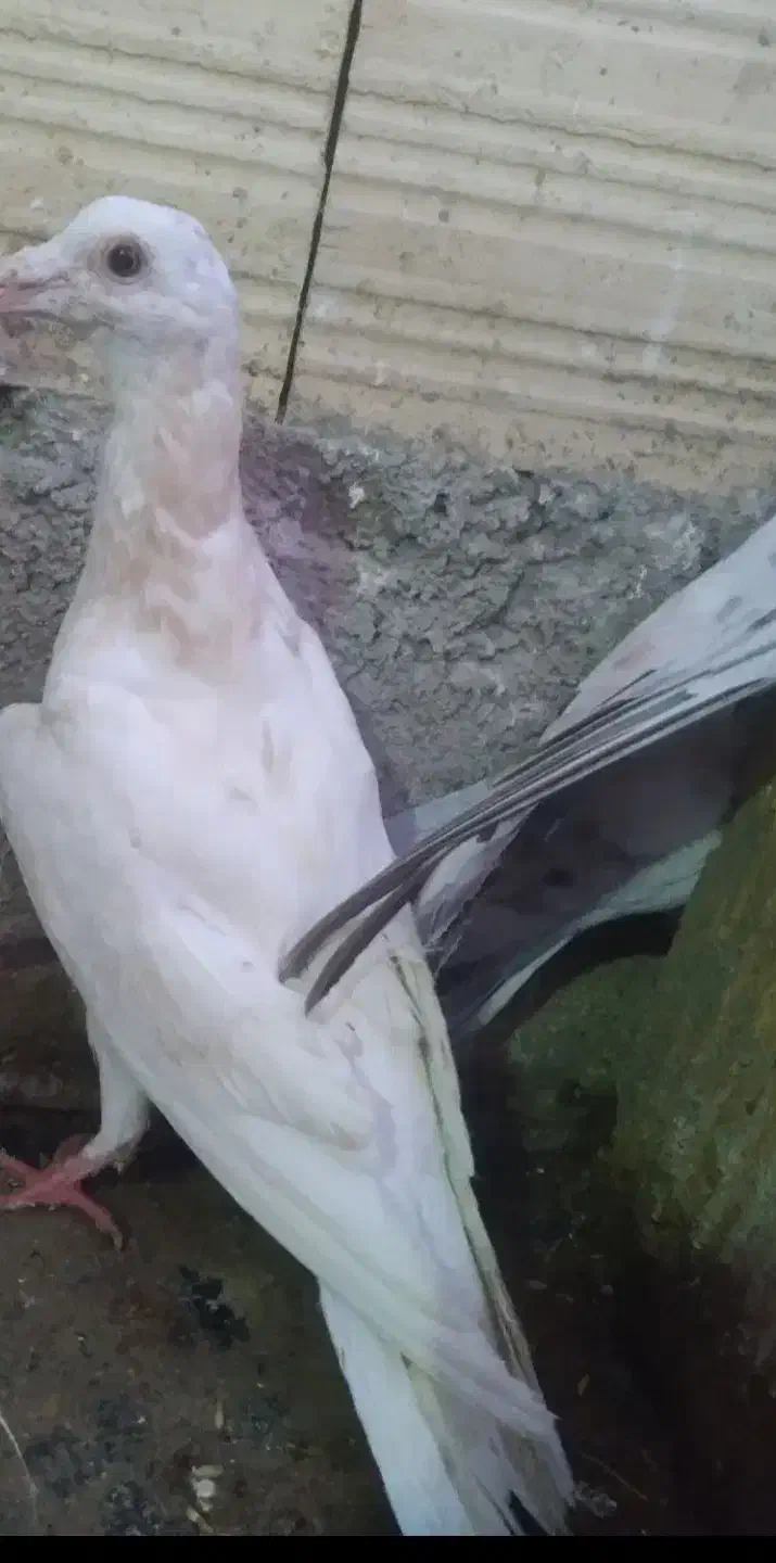 کوهی|حیوانات|همدان, |دیوار