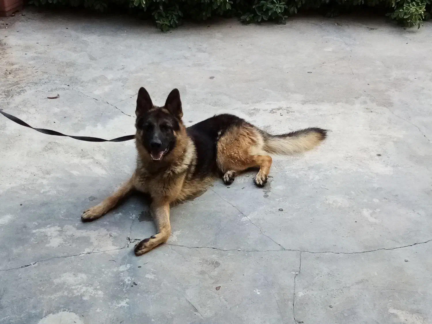 مربی سگ|خدمات آموزشی|ساری, |دیوار