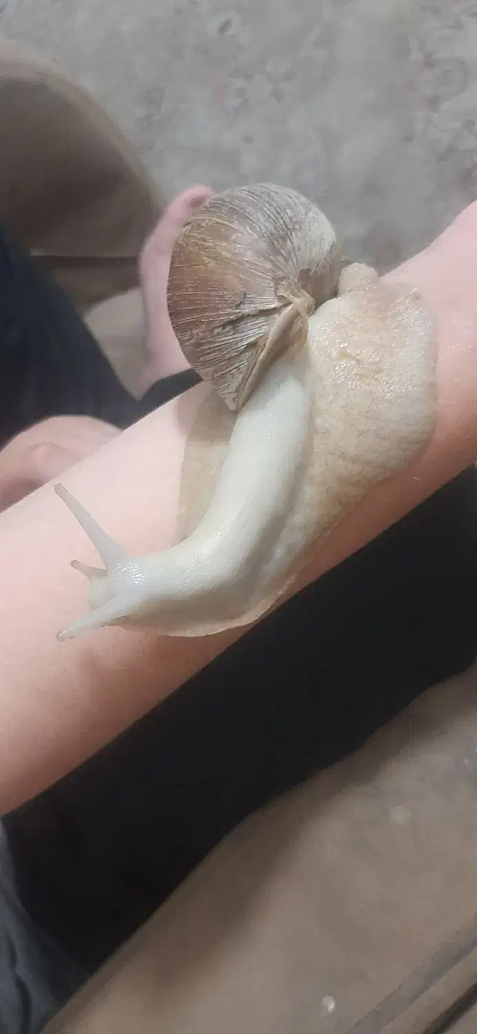 حلزون|خزنده|تهران, جی|دیوار