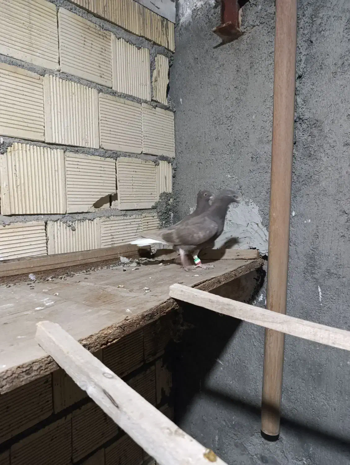 کفتر جوجه دم سفید قهوه ای|پرنده|فلاورجان, |دیوار