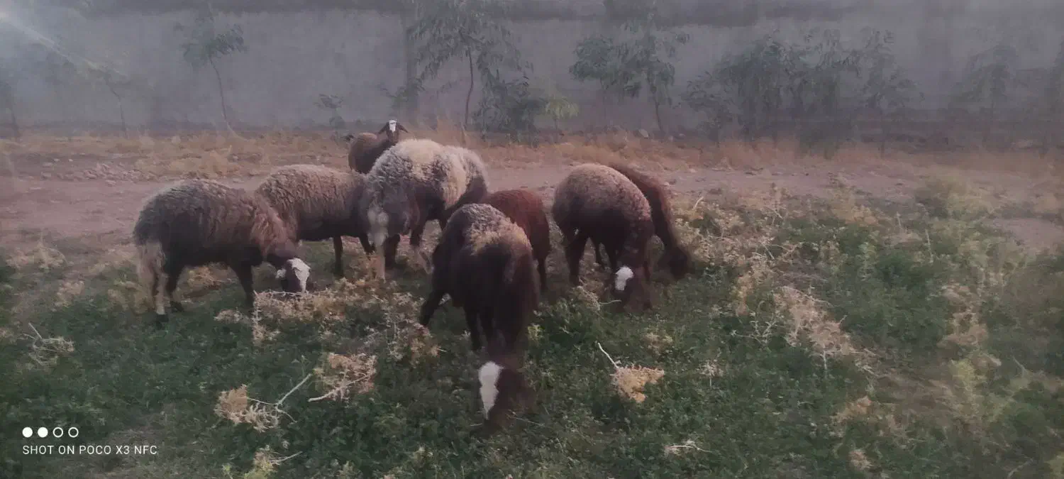 فروختن گوسفند|حیوانات مزرعه|رومشکان, |دیوار