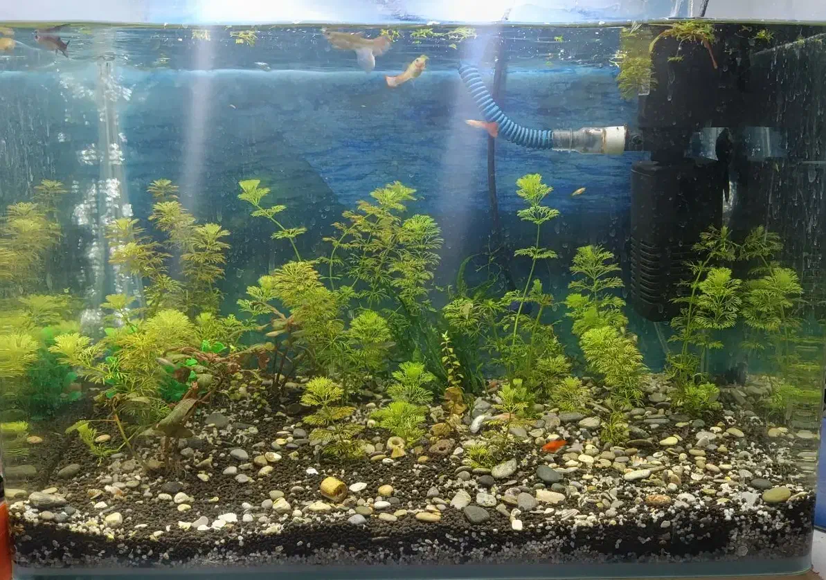 آکواریوم|ماهی|بندر کنگان, |دیوار