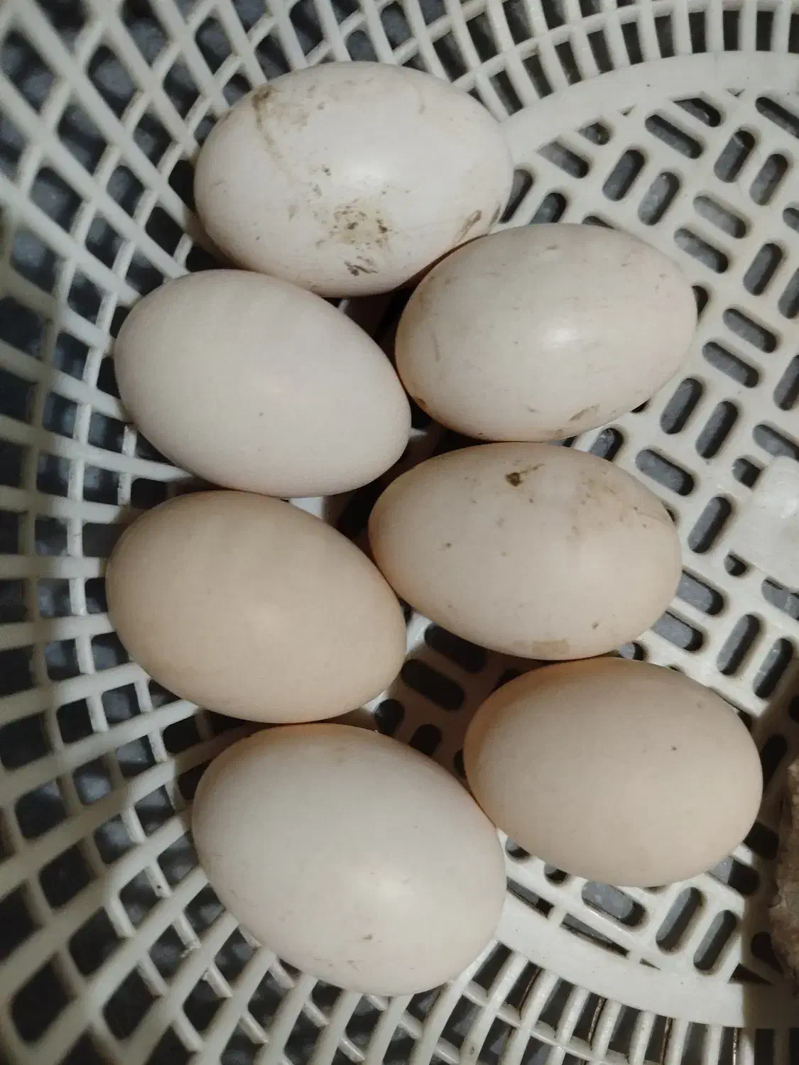 تخم- مرغ مرندی و مرغ محلی|حیوانات مزرعه|فاضل آباد, |دیوار