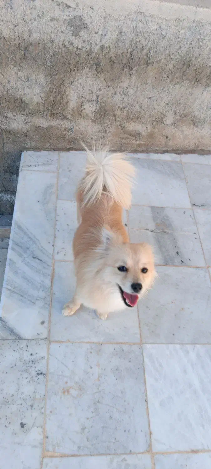 پامر روباهی واگذاری رایگان|سگ|جم, |دیوار