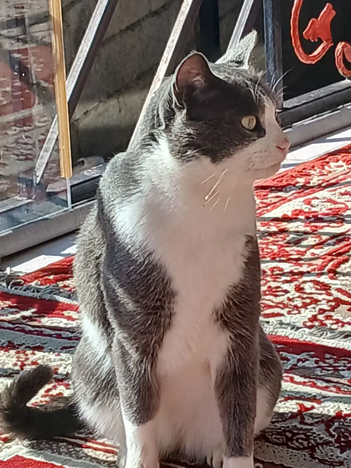 واگذاری‌گربه|گربه|سیاهکل, |دیوار