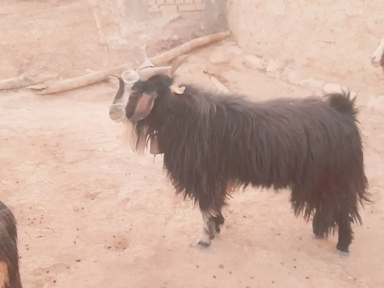 بز غاله نر|حیوانات مزرعه|هلیلان, |دیوار